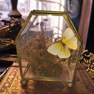 Hexagonal Glass Terrarium with Yellow Butterfly Mini Curiosity Cabinet